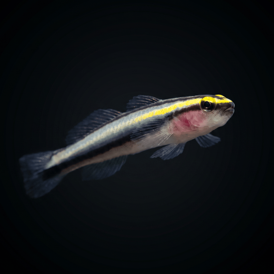 Captive-Bred Sharknose Cleaner Goby