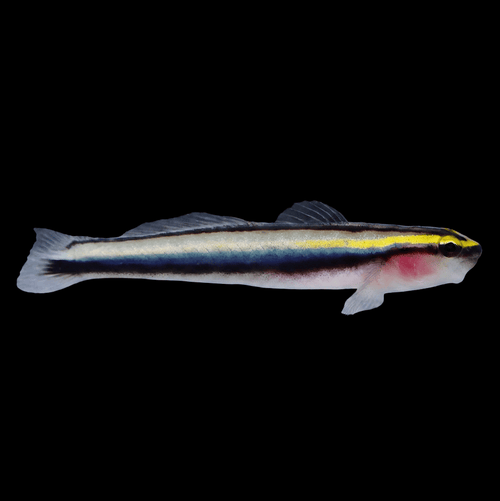 Captive-Bred Sharknose Cleaner Goby - Elacatinus evelynae