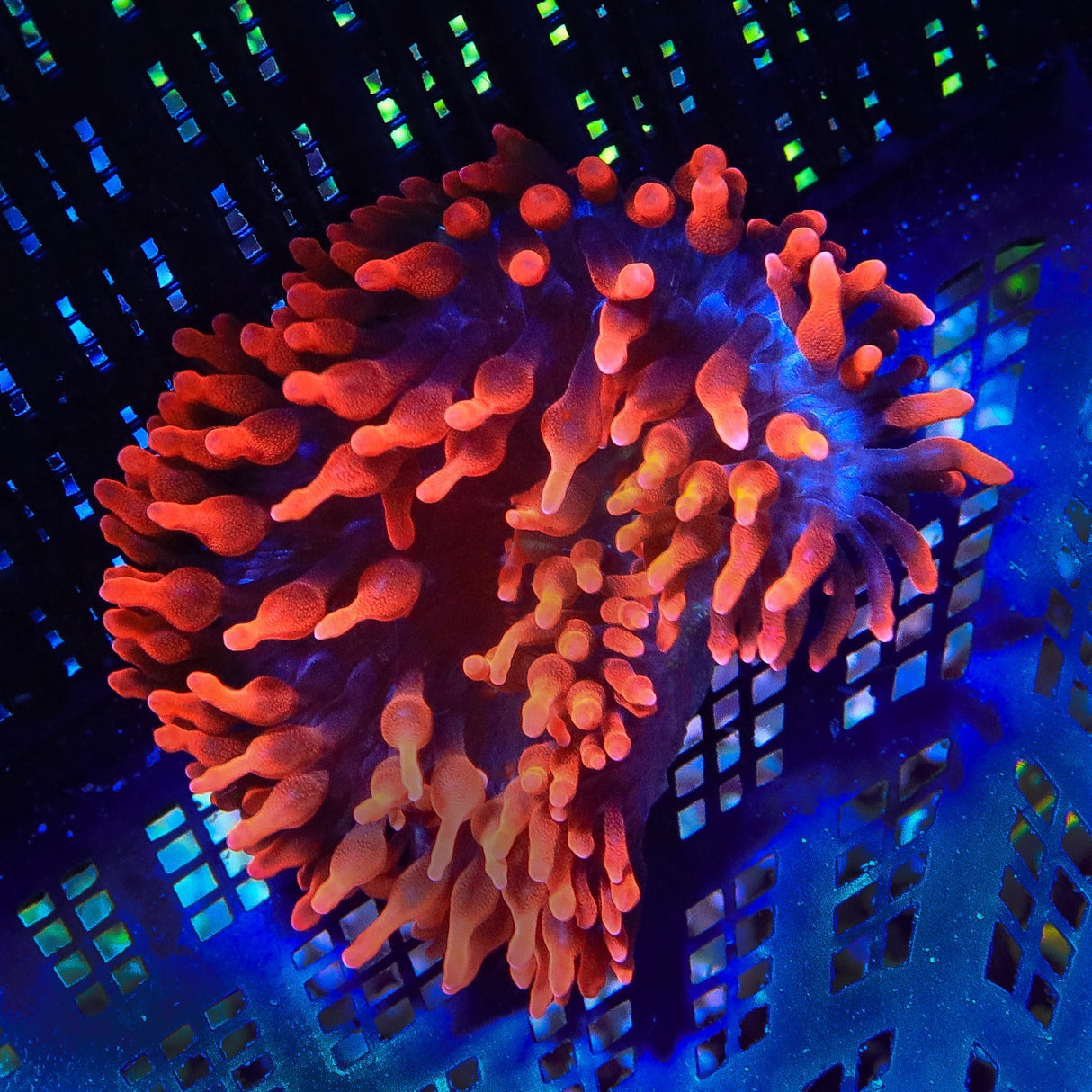 Sherman Rose Bubble Tip Anemone Coral