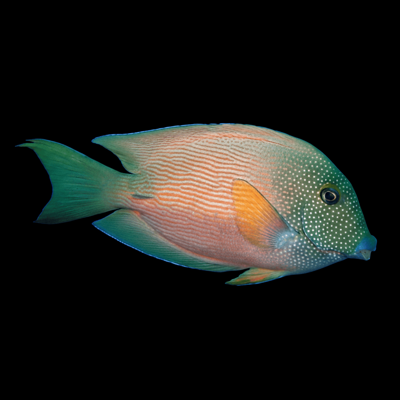 Short Tail Bristletooth Tang