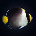 Singapore Angelfish - Chaetodontoplus mesoleucus