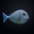 Sleek Unicorn Tang