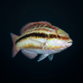 Slippery Dick Wrasse