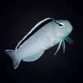 Smith's Blenny