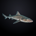 Smooth Hound Shark