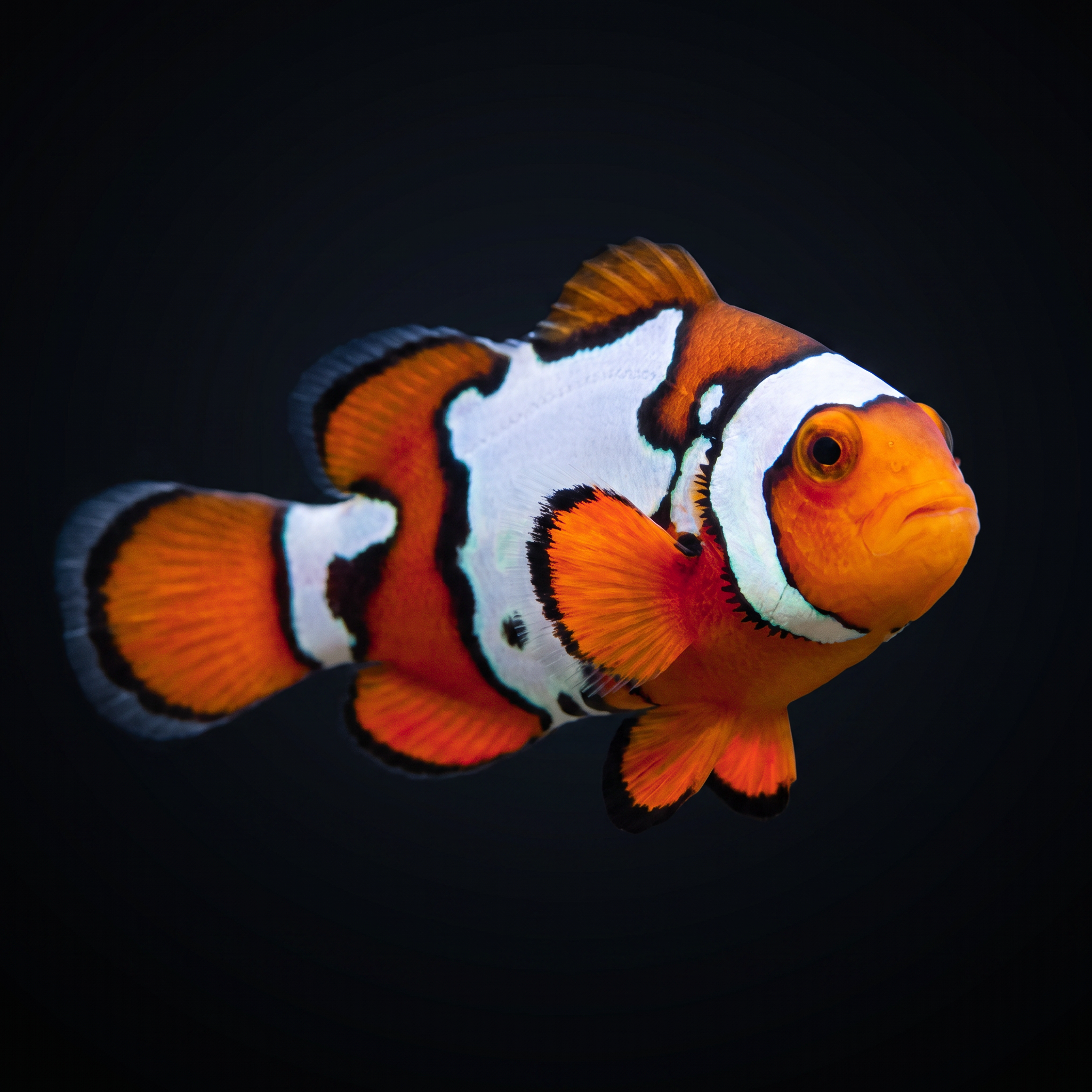 Snow Onyx Clownfish — Bali Aquarich — Amphiprion percula