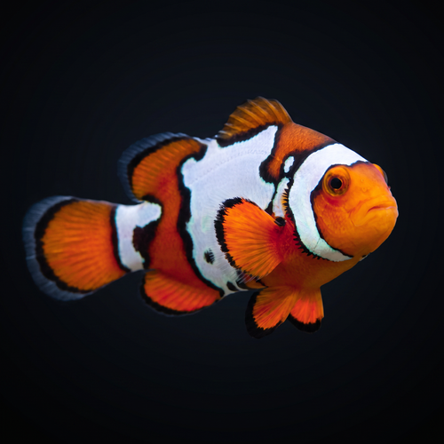 Snow Onyx Clownfish — Bali Aquarich — Amphiprion percula