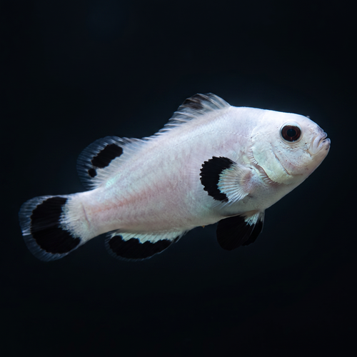 Snow Storm Clownfish