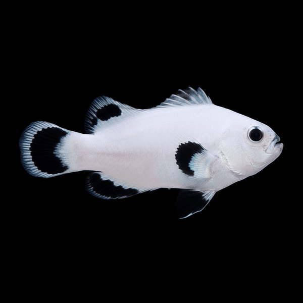 Snowflake Ocellaris Clownfish saltwater fish care guide