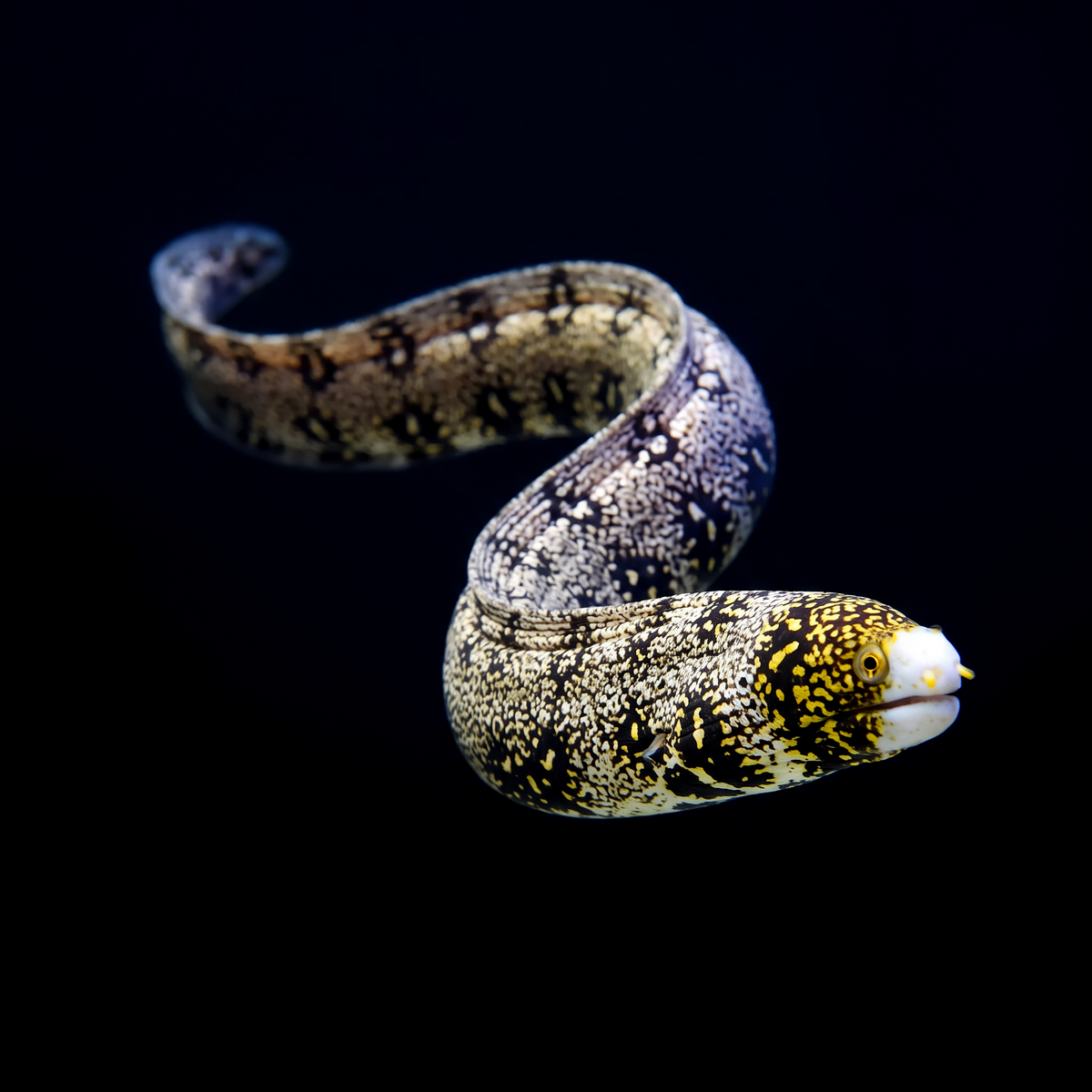 Snowflake Eel saltwater fish care guide