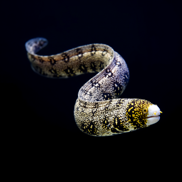 Snowflake Eel saltwater fish care guide