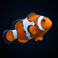 Snowflake Clownfish - Amphiprion ocellaris