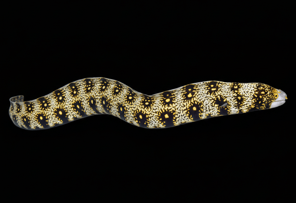 Snowflake Eel