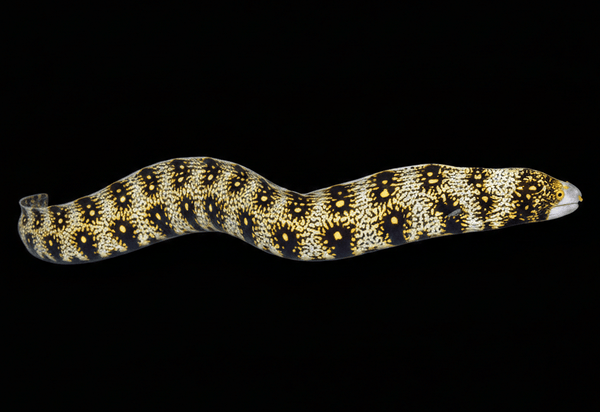 Snowflake Eel saltwater fish care guide