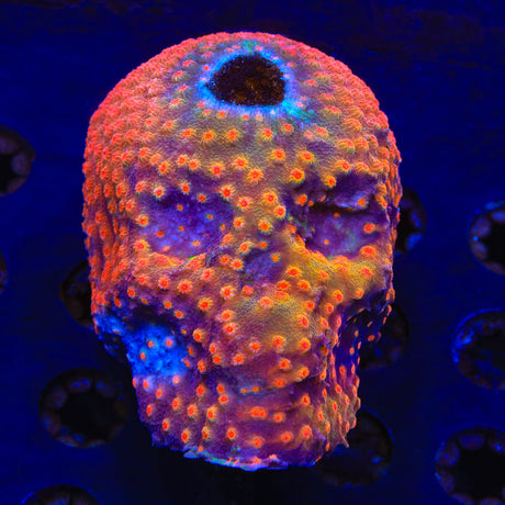 Red Brick Skull 3" Cyphastrea Coral