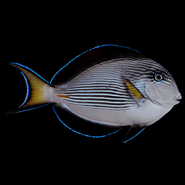 Sohal Tang saltwater fish care guide