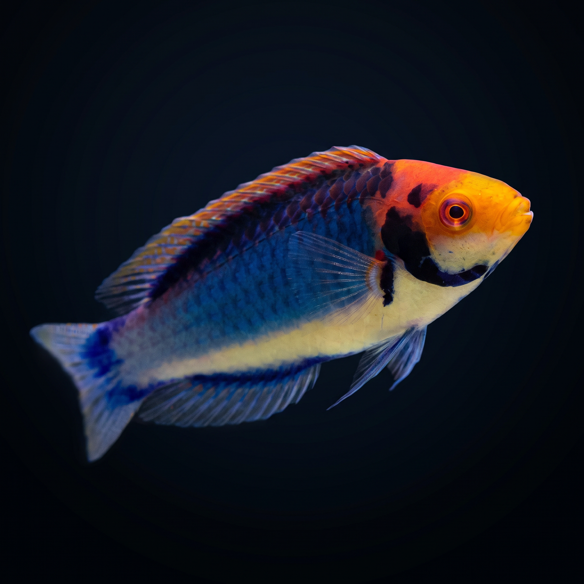 Red Head Solon Fairy Wrasse