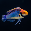 Red Head Solon Fairy Wrasse