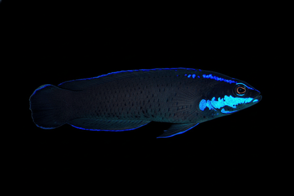 Springeri Dottyback saltwater fish care guide