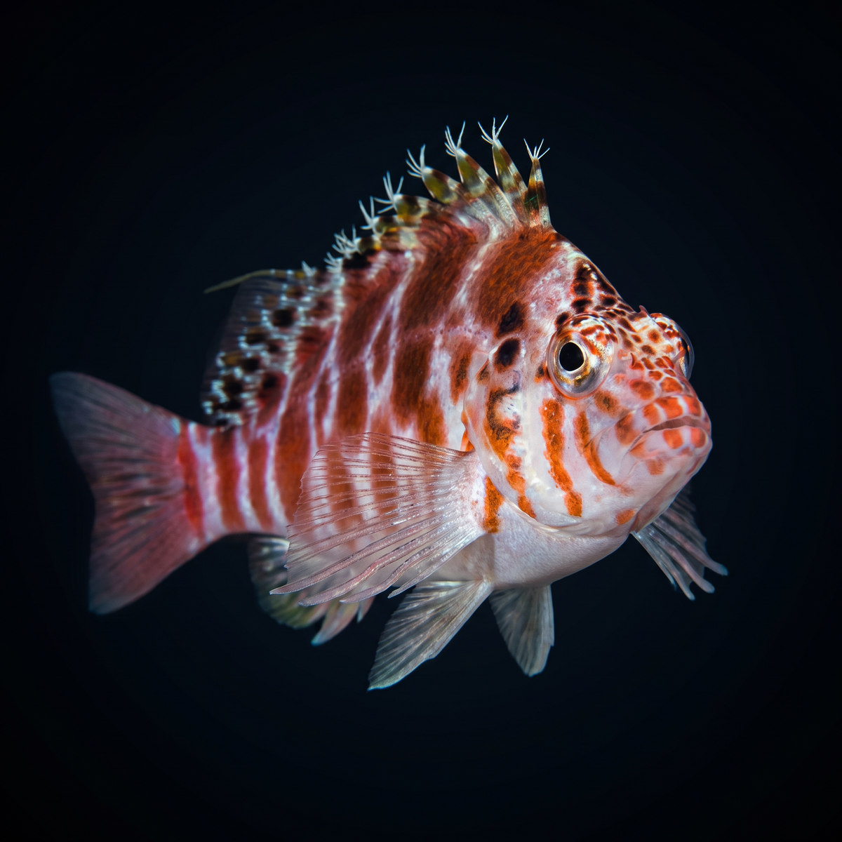 Spotted Hawkfish