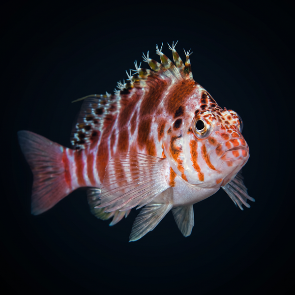 Spotted Hawkfish saltwater fish care guide