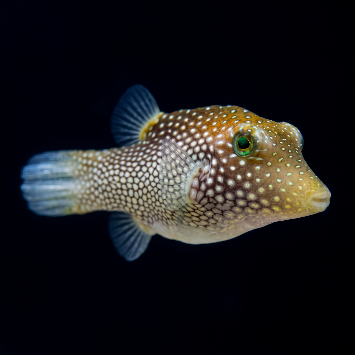 Spotted Sharpnose Puffer saltwater fish care guide