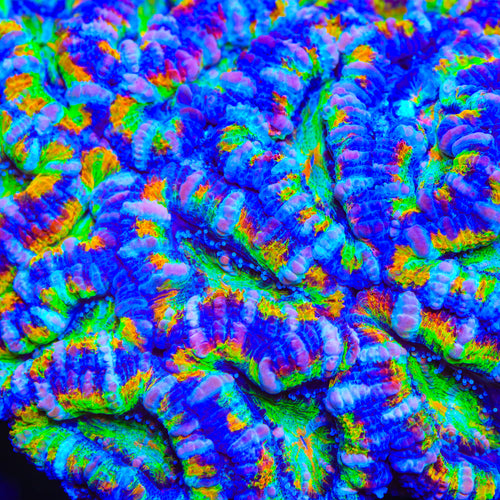 TSA Sprinkle Storm Acan Coral