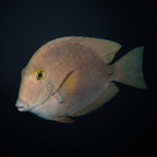 Gold-Ring Bristletooth Tang