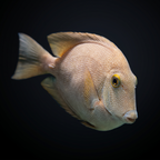 Gold-Ring Bristletooth Tang