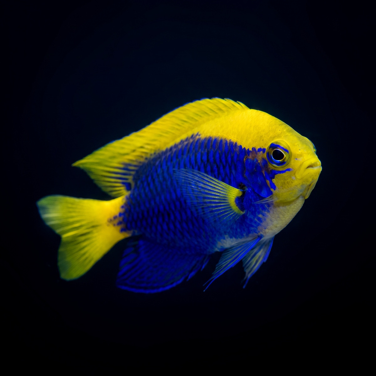 Starkii Damselfish saltwater fish care guide