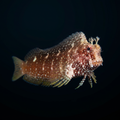 Starry Blenny - Salarias ramosus