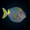Starry Rabbitfish