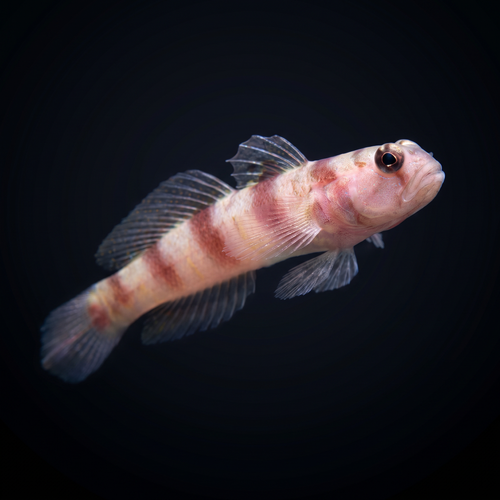 Steinitz Goby