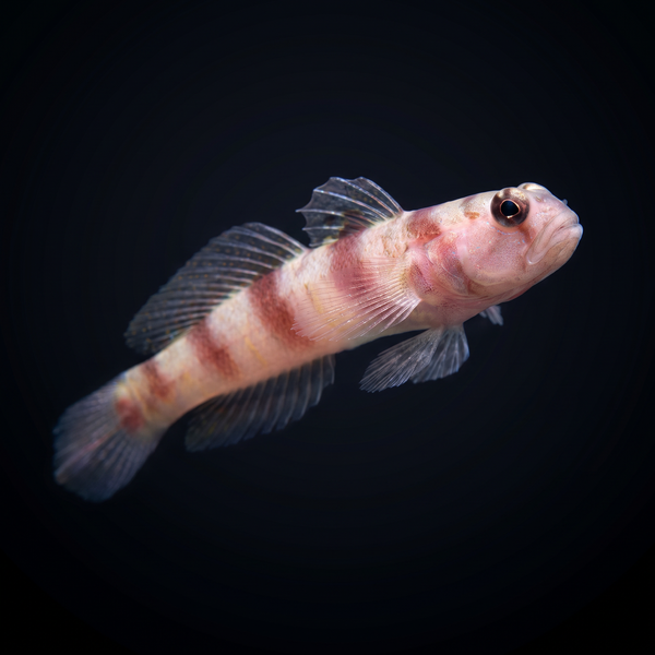 Steinitz Goby