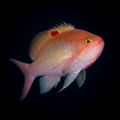 Stocky Anthias - Male