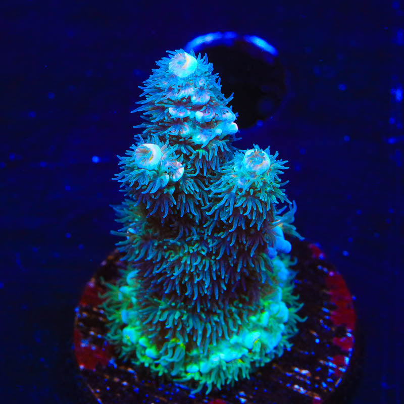 TSA Ice Queen Acropora Coral