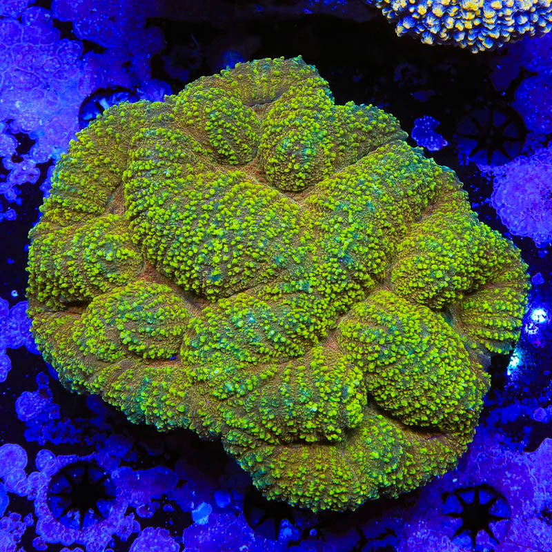 Sunfire Lobophyllia Colony Coral