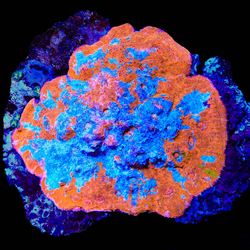 Rainbow Chalice Colony 3" Coral