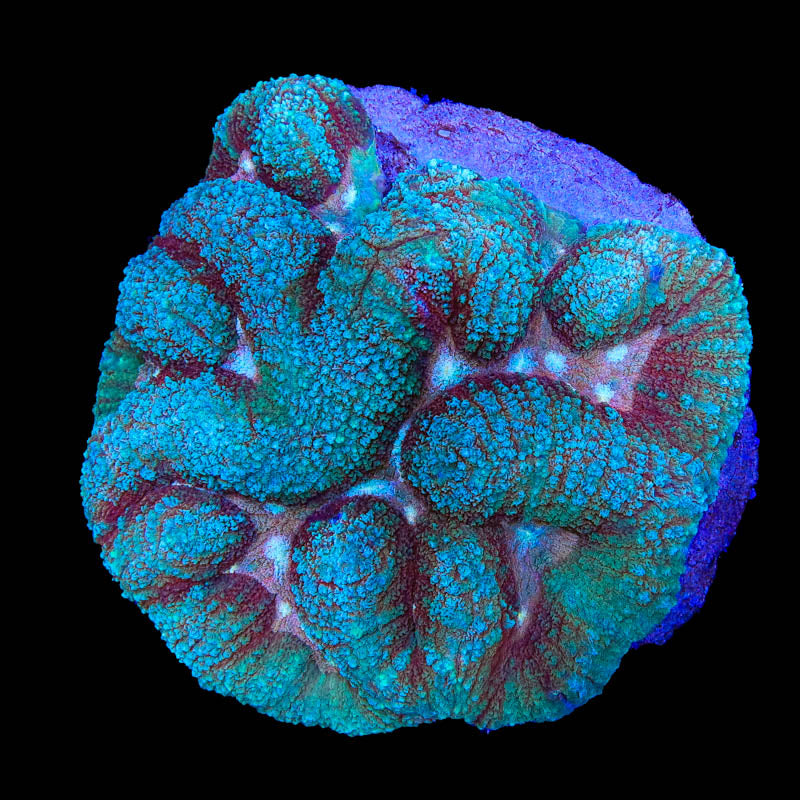 Ultra Symphyllia Lobophyllia Coral - Top Shelf Aquatics