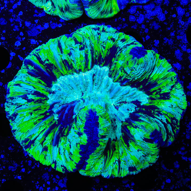 Ultra Trachyphyllia Coral