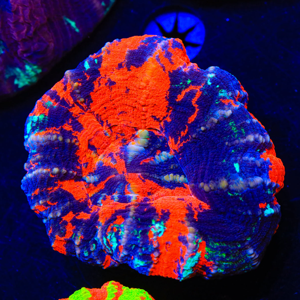 Warpaint Scoly Coral - Top Shelf Aquatics