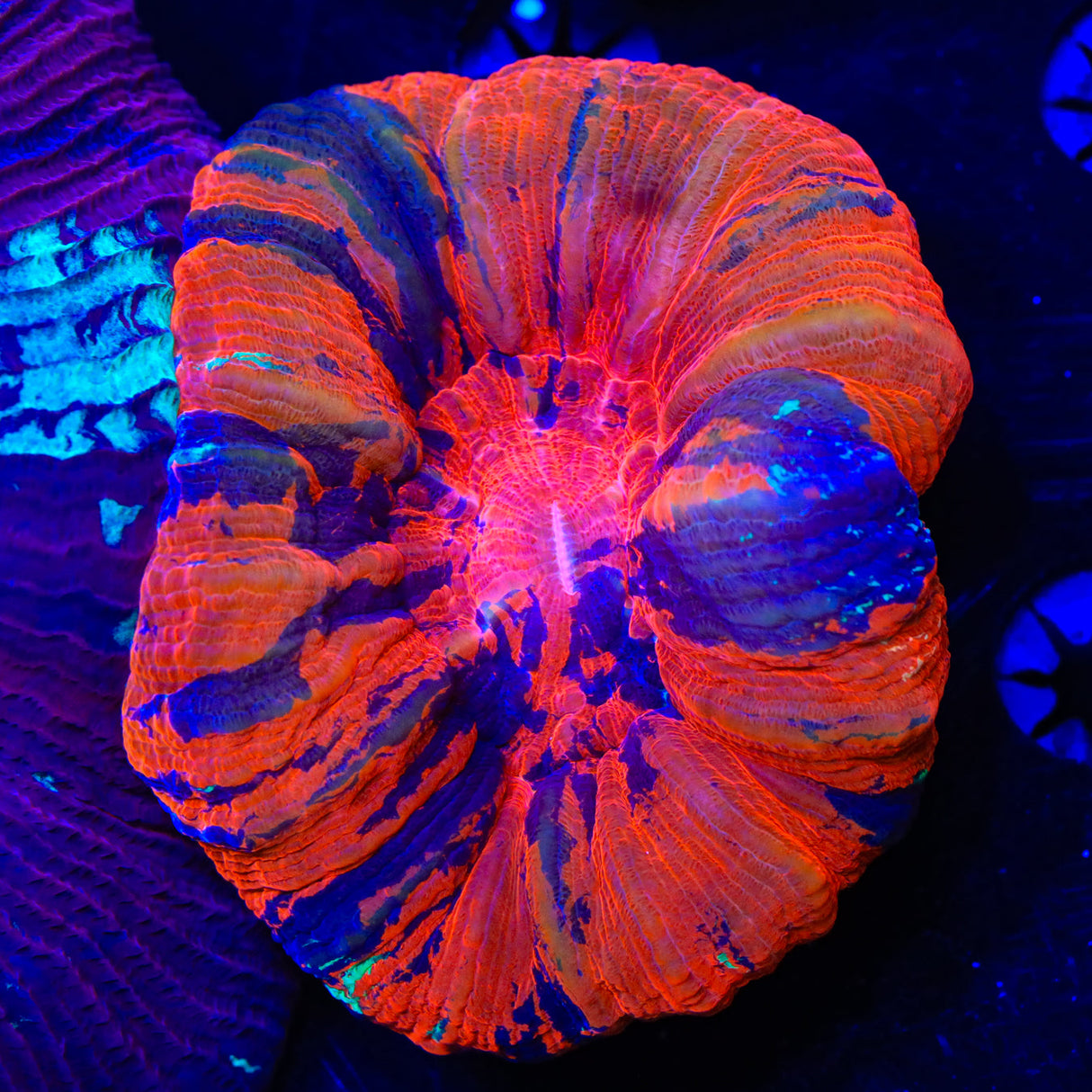 Ultra Scoly Coral - Top Shelf Aquatics