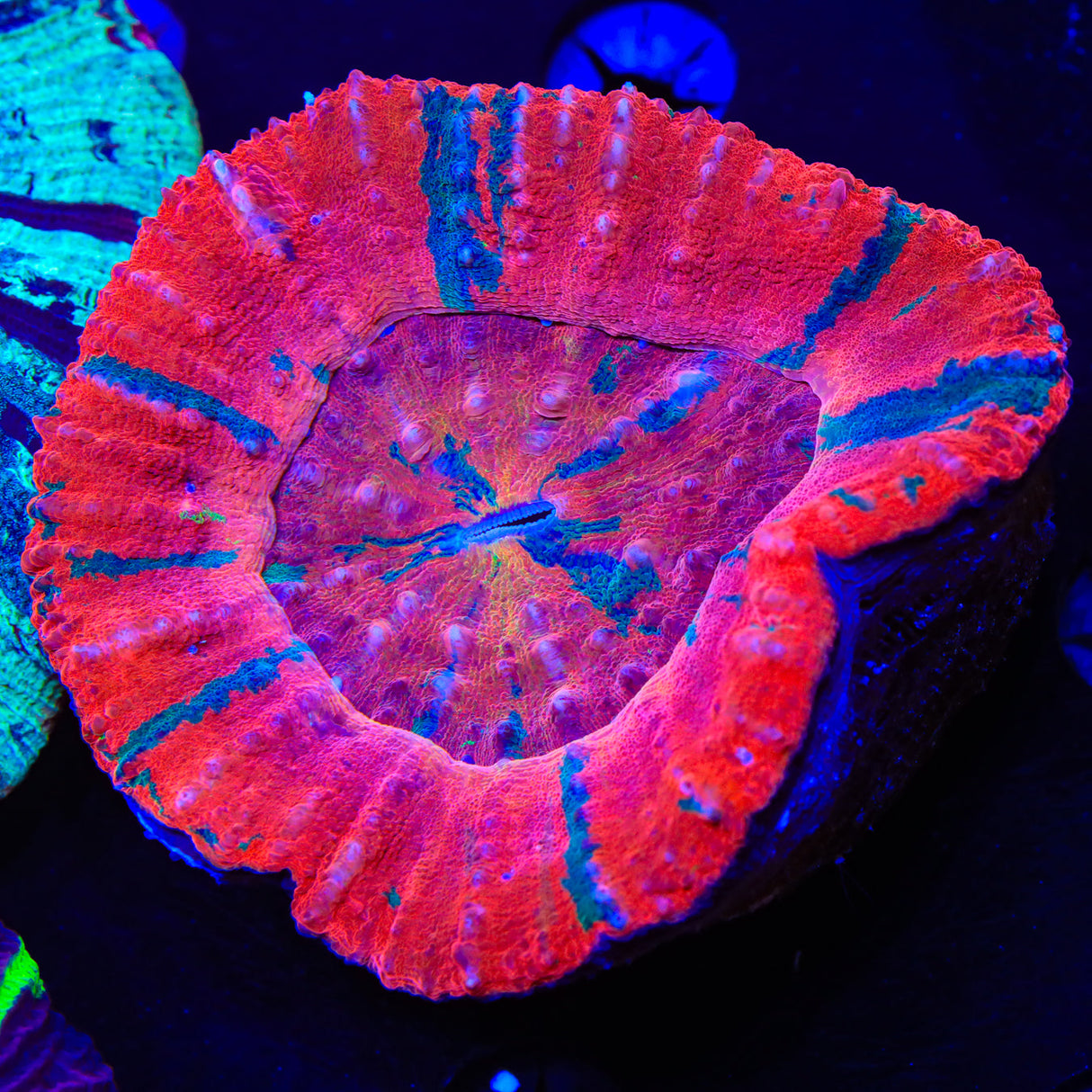 Strawberry Scoly Coral - Top Shelf Aquatics