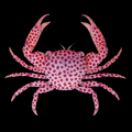 Strawberry Crab