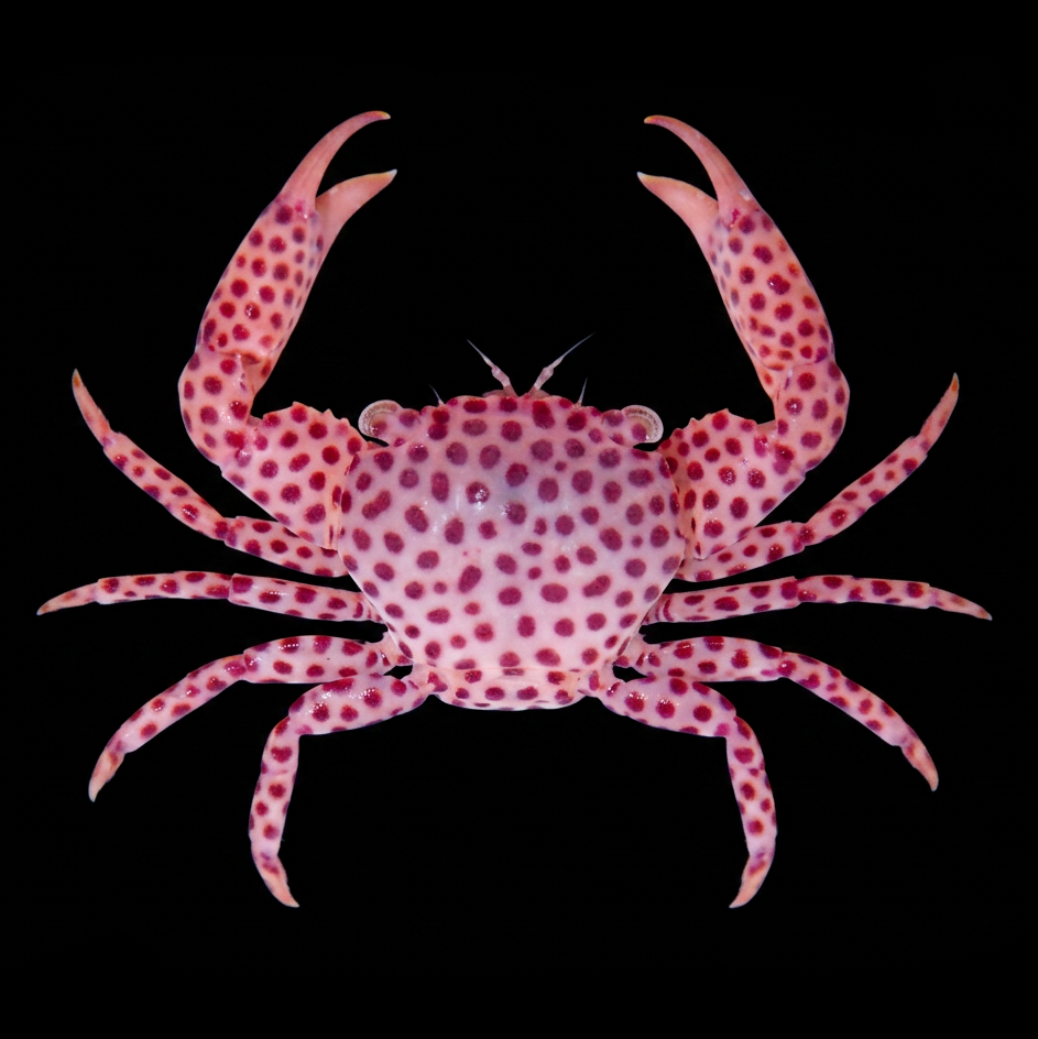 Strawberry Crab