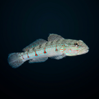 Striped Sleeper Goby