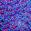TSA Sugar Scout Acan Coral