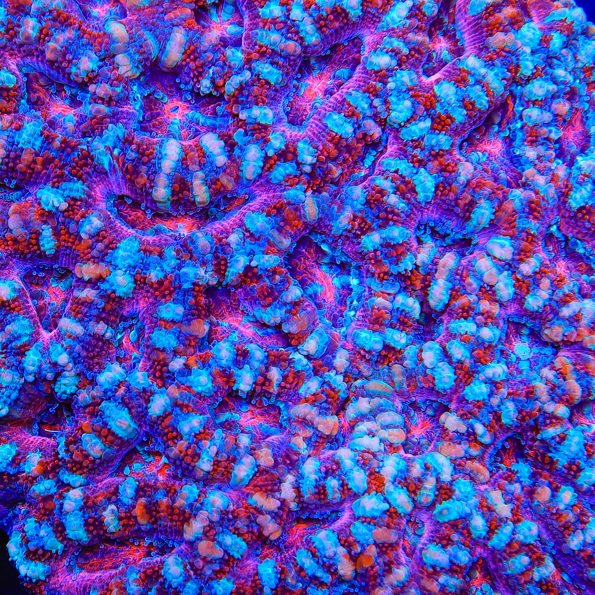 TSA Sugar Scout Acan Coral