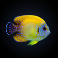 Blacktail Lemonpeel Angelfish - Super - Centropyge flavissima x vrolicki