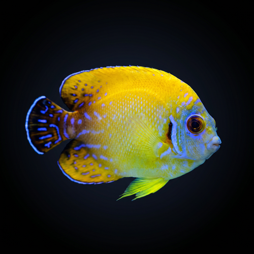 Blacktail Lemonpeel Angelfish - Super